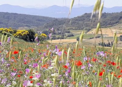 Santosha countryside